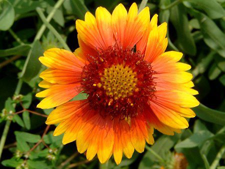 �K�C�����f�B�A(Gaillardia)