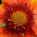 �K�C�����f�B�A(Gaillardia) 