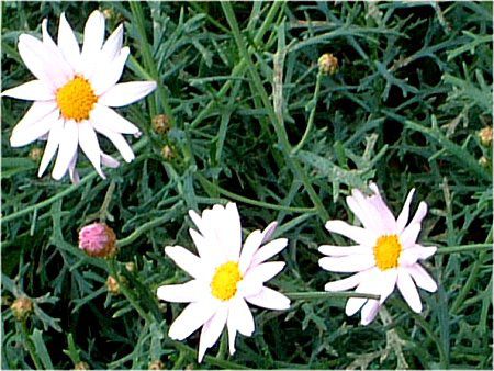 �}�[�K���b�g�E�R���b�g�s���N(Marguerite 'Comet-pink')