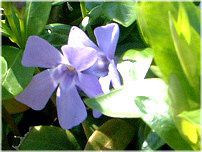 �r���J�~�m�[��(Vinca minor L)