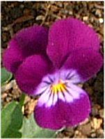 �r�I��(Viola)