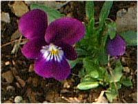 �r�I��(Viola)