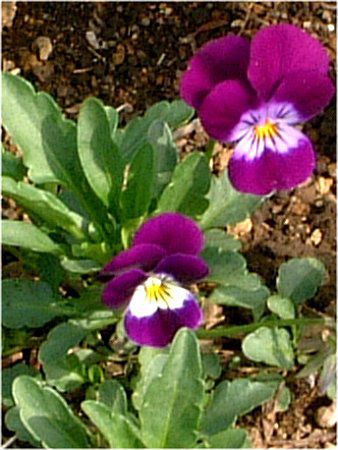�r�I���iViola�j