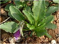 �r�I��(Viola)