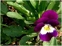 �r�I���iViola�j