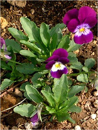 �r�I���iViola�j