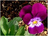 �r�I��(Viola)