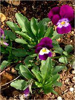 �r�I��(Viola)