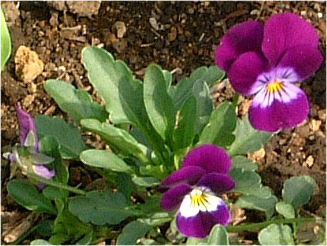 �r�I���iViola�j