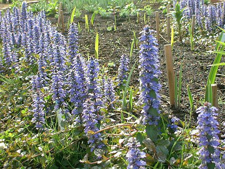 �A�W���K(Ajuga)