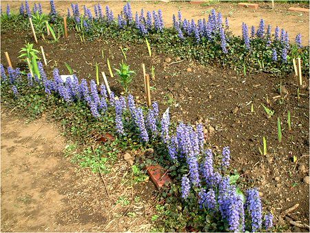 �A�W���K(Ajuga)