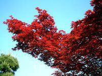 �m�����J�G�f �i�쑺���j