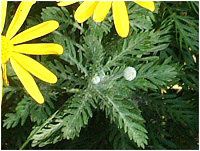 ���[���I�v�X�f�[�W�[(Euryops daisy)
