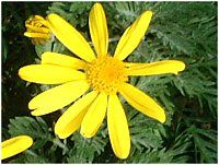 ���[���I�v�X�f�[�W�[(Euryops dasiy)