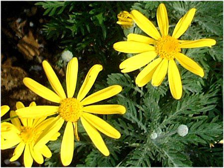 ���[���I�v�X�f�[�W�[(Euryops daisy)