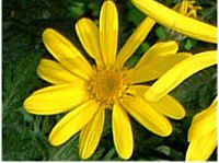 ���[���I�v�X�f�[�W�[(Euryops daisy)