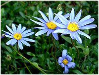 �u���[�f�[�W�[(Blue daisy)