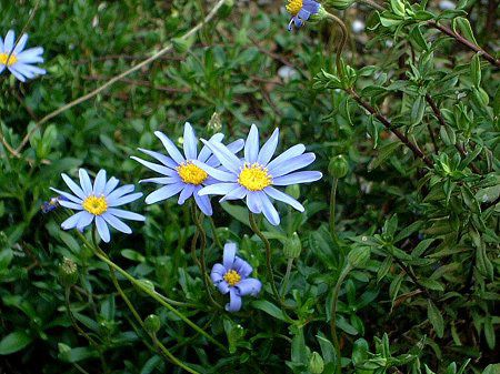 �u���[�f�[�W�[(Blue daisy)
