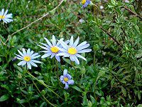 �u���[�f�[�W�[(Blue daisy)