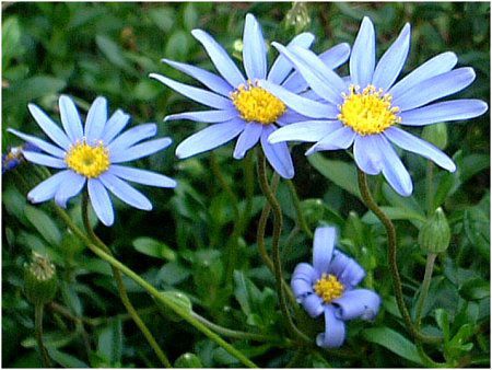 �u���[�f�[�W�[(Blue daisy)