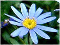 �u���[�f�[�W�[(Blue daisy)