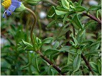 �u���[�f�[�W�[(Blue daisy)
