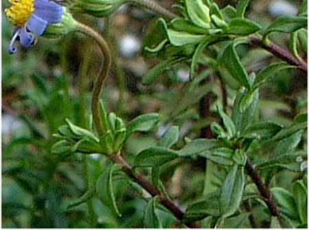 �u���[�f�[�W�[(Blue daisy)