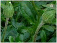 �u���[�f�[�W�[(Blue daisy)