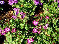 �T�C�l���A (cineraria)