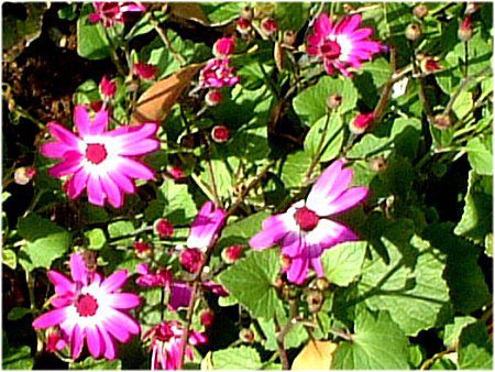 �T�C�l���A(Cineraria)