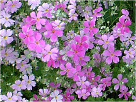 �v�������E�}���R�C�f�X�iPrimula malacoides�j