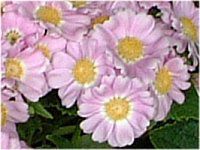 �T�C�l���A (cineraria)