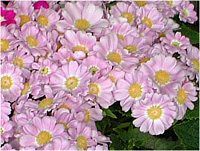�T�C�l���A (cineraria)