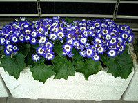 �T�C�l���A(Cineraria)