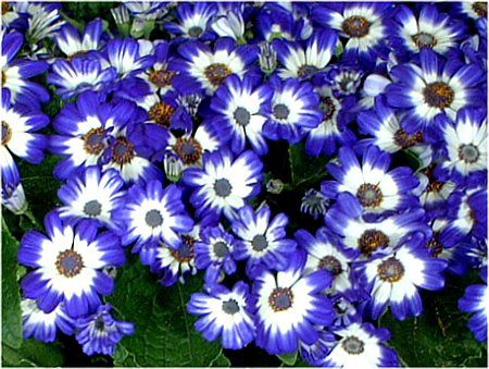 �T�C�l���A(Cineraria)