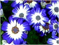 �T�C�l���A (cineraria)