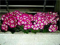 �T�C�l���A(Cineraria)
