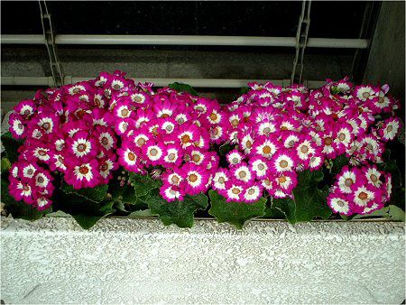 �T�C�l���A(Cineraria)