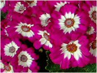 �T�C�l���A (cineraria)