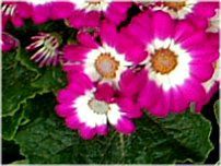 �T�C�l���A(Cineraria)