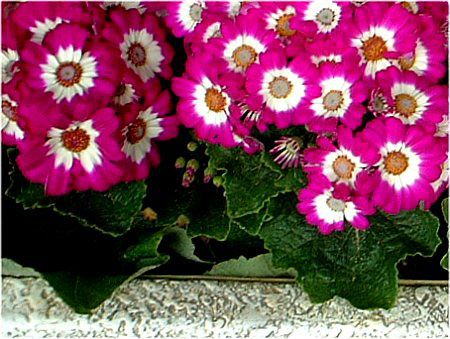�T�C�l���A(Cineraria)