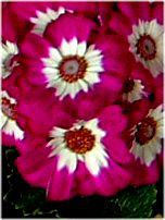 �T�C�l���A (cineraria)
