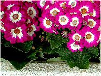 �T�C�l���A (cineraria)