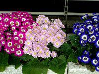 �T�C�l���A(Cineraria)