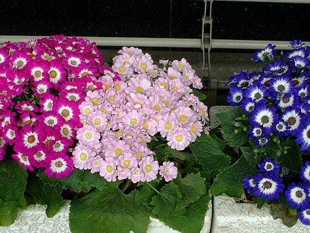 �T�C�l���A(Cineraria)