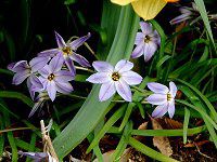 Ipheion�i�C�t�F�C�I���j