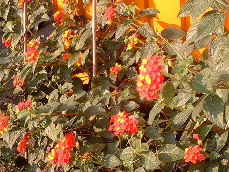 �����^�i(Lantana)