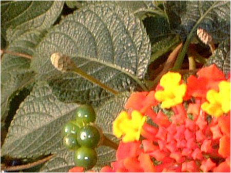 �����^�i(Lantana)