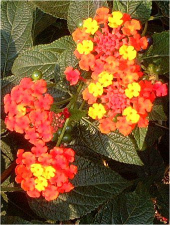 �����^�i(Lantana)