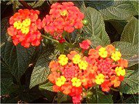 �����^�i�iLantana�j